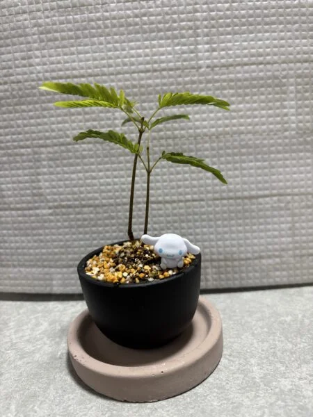 エバーフレッシュ