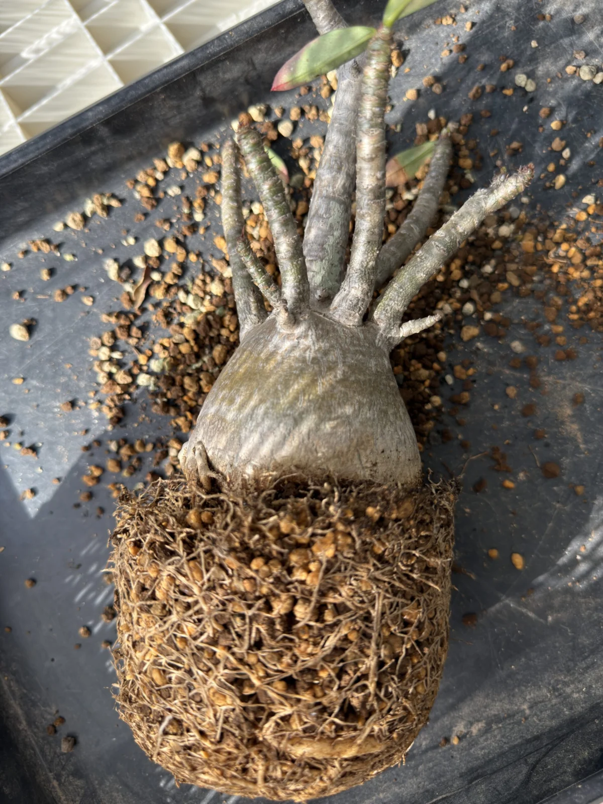 アデニウム 塊根植物