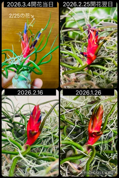ティランジア ブルボーサ 開花