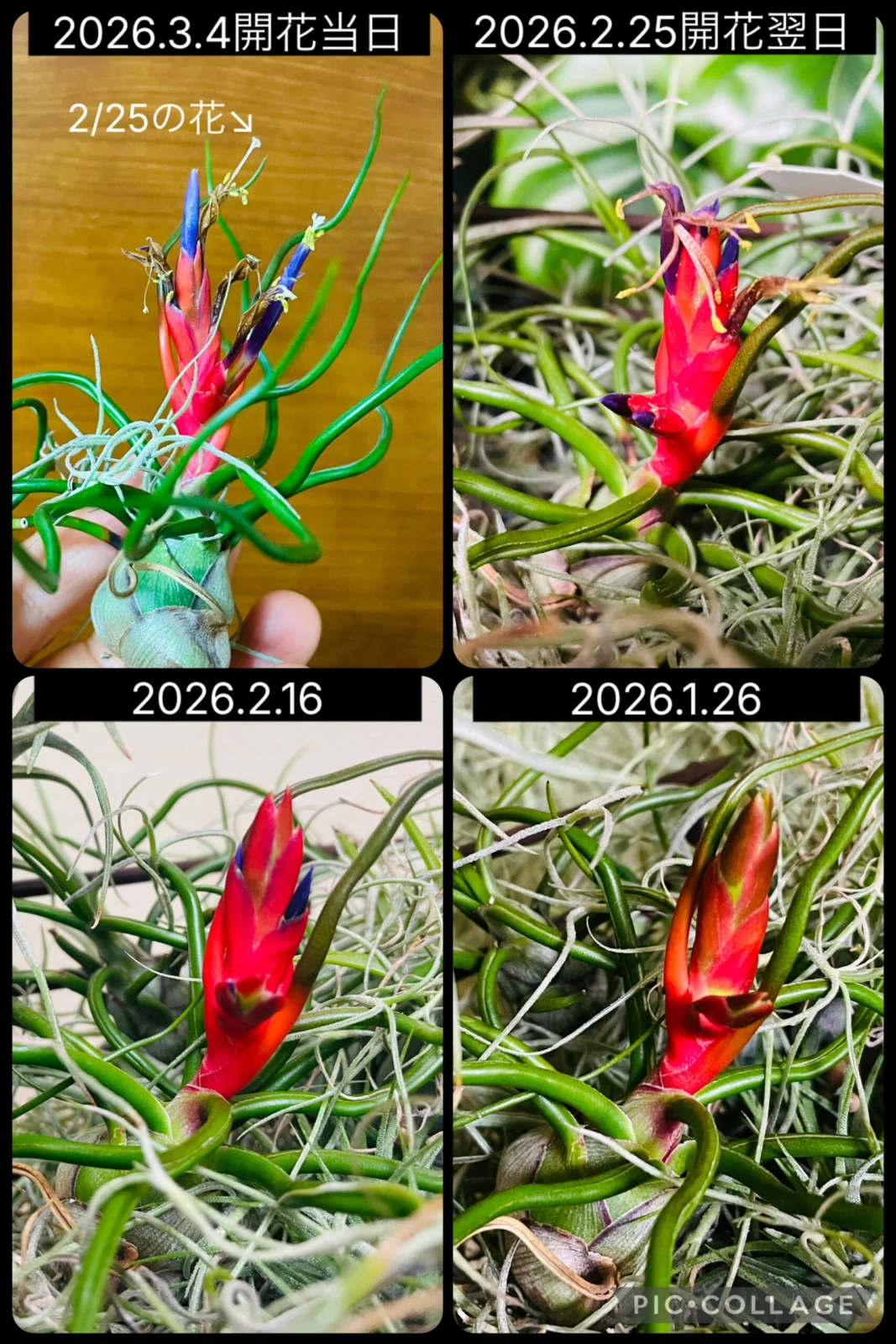 ティランジア ブルボーサ 開花