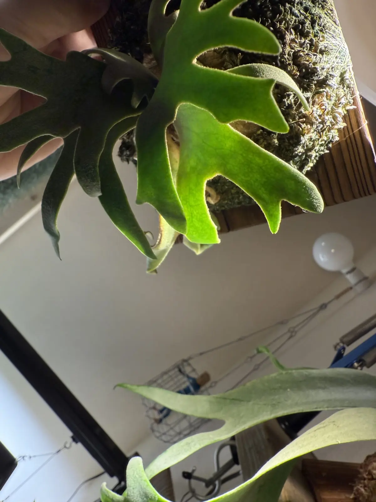 ビカクシダ ウィリンキー OMG