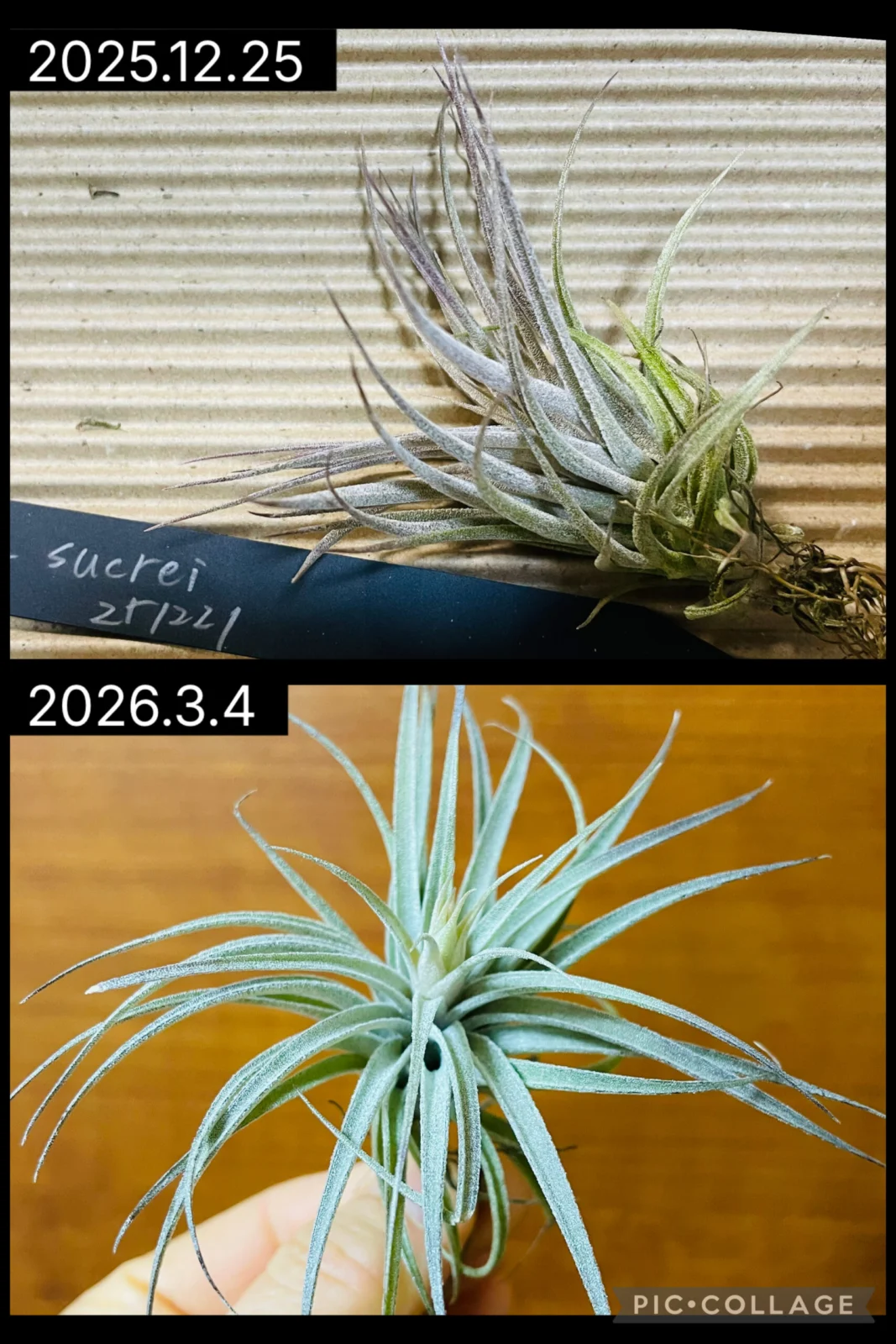 ティランジア スークレイ