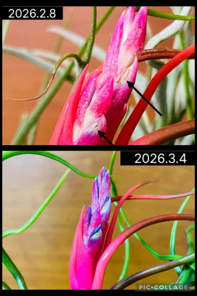 ティランジア ブルボーサ 神楽 花