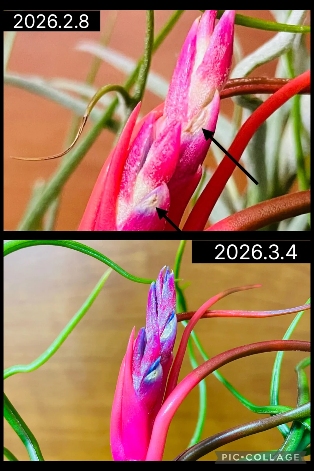 ティランジア　ブルボーサ　神楽　花