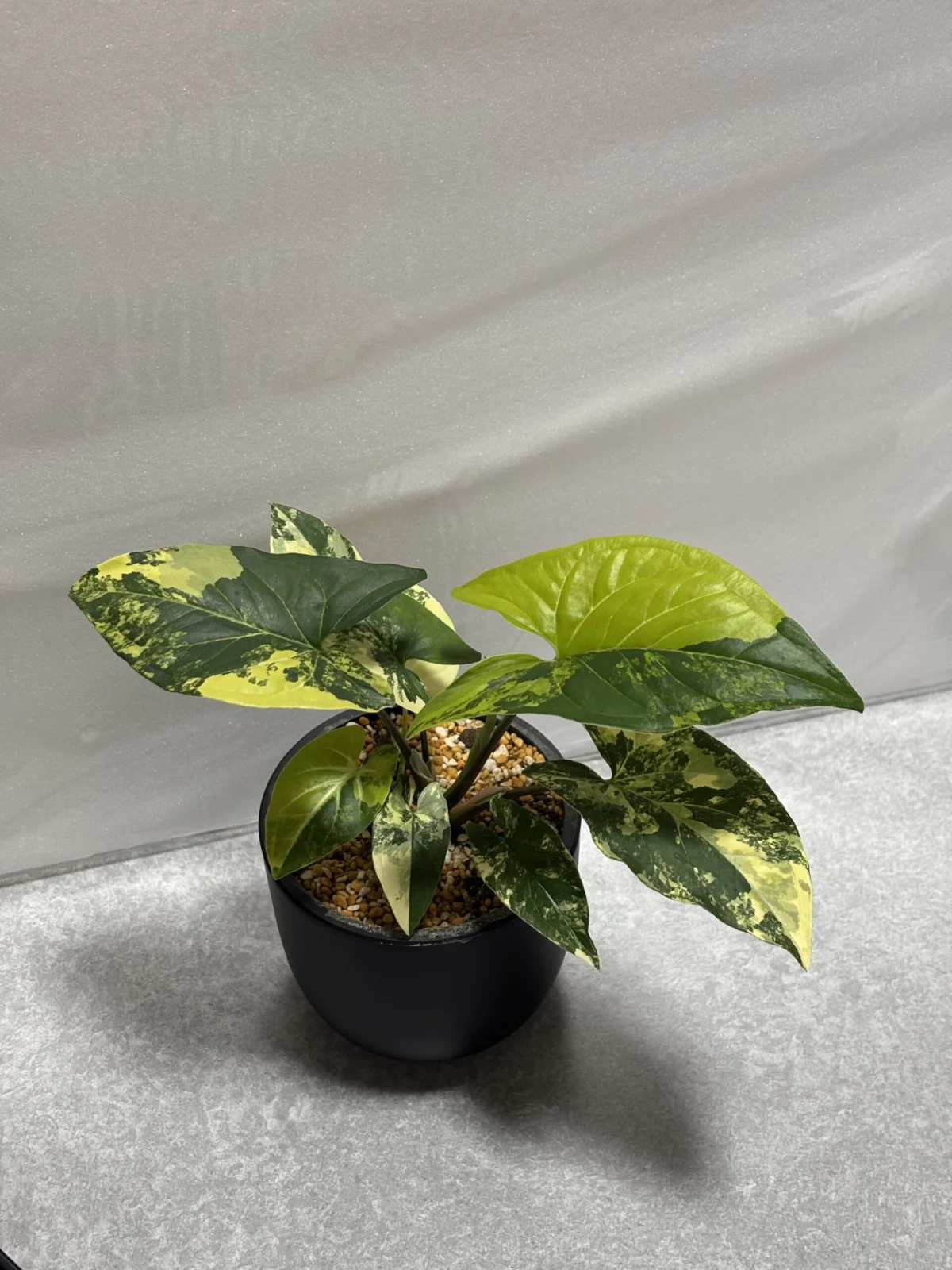 シンゴニウム カルフォルニアゴールド