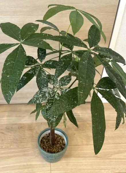 パキラ　斑入り　実生