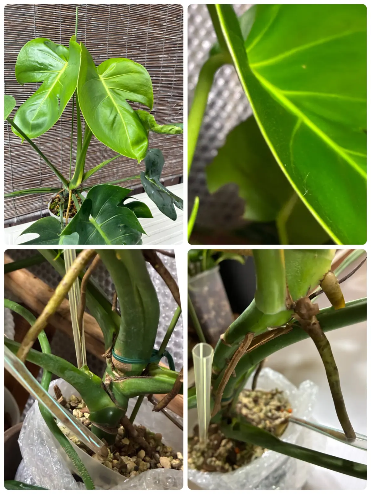 モンステラ　コンパクタ