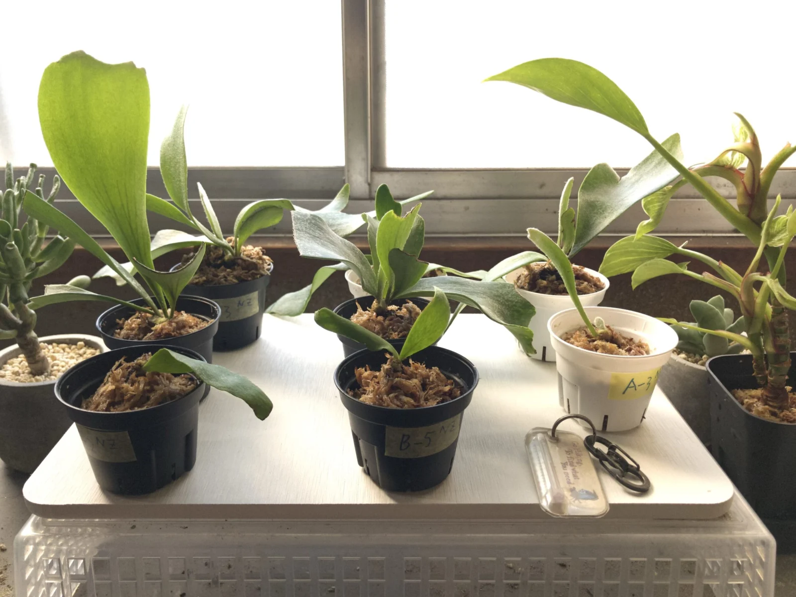 ビカクシダ ネザーランド 苗 株分け ホムセン