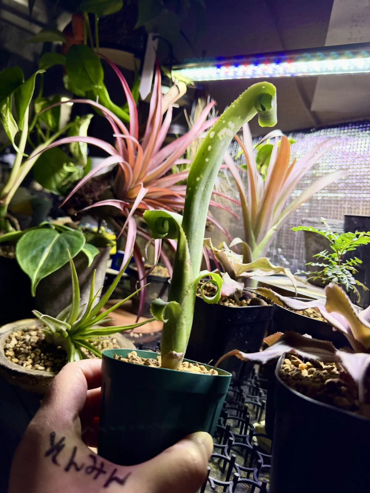 ビルベルギア　レプトポダ　