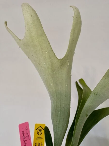 ビカクシダ　花外蜜腺
