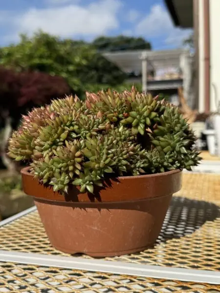 多肉植物 エケベリア ゴールドラベル 綴化(てっか・せっか)