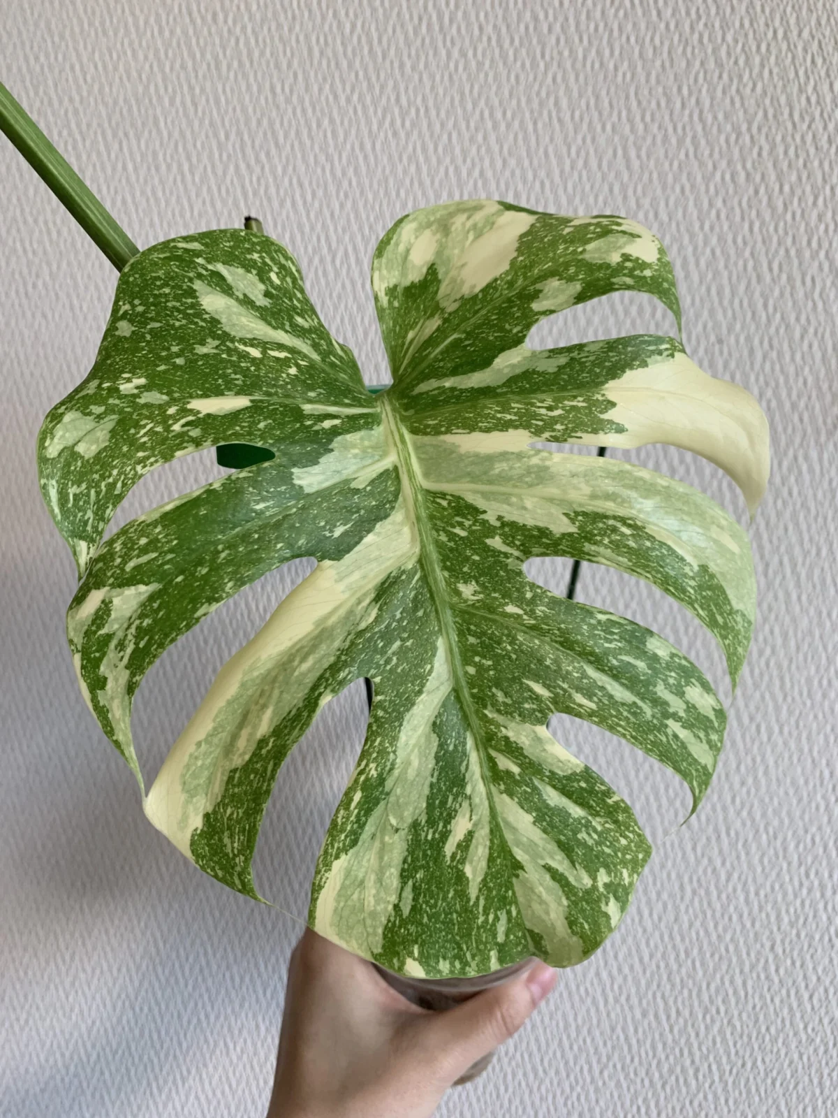 モンステラ　タイコンステレーション