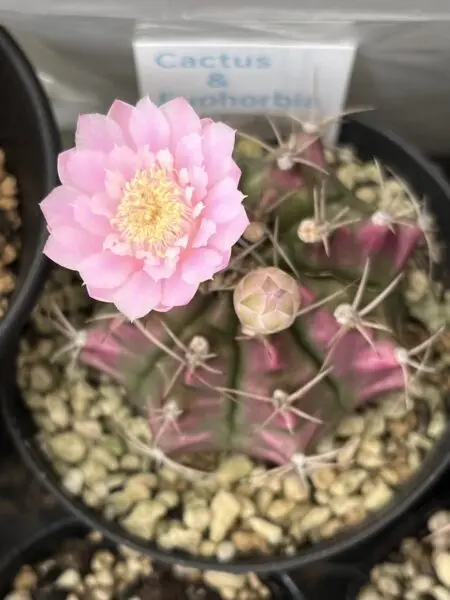 サボテン　ギムノカリキウム　牡丹玉　花　ホムセン