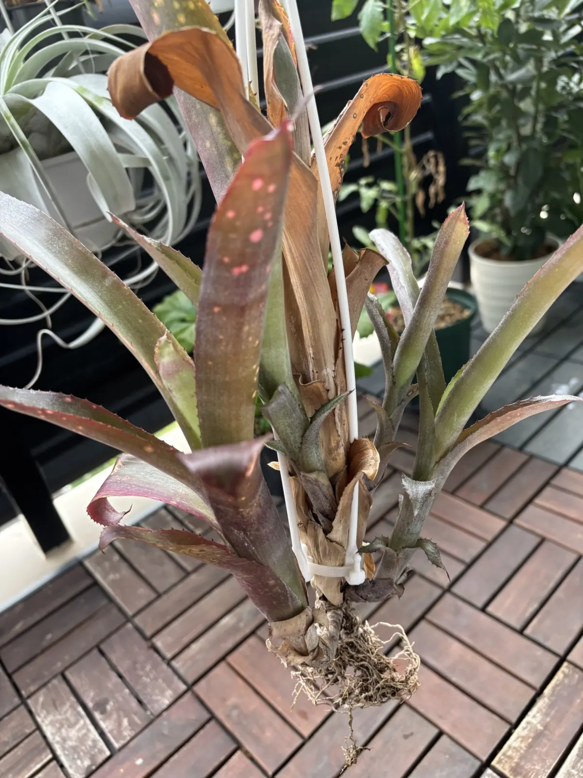 ビルベルギア　カリコ