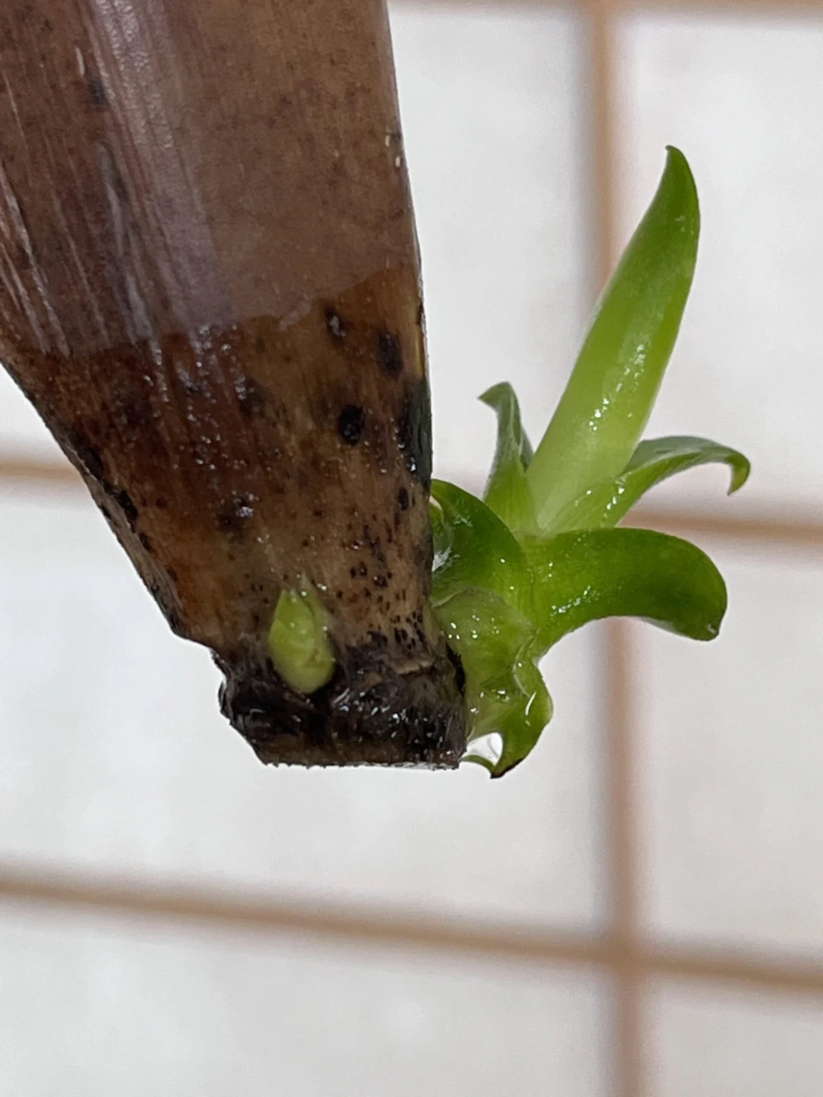 ビルベルギア ハレルヤ 成長記録 vol.9