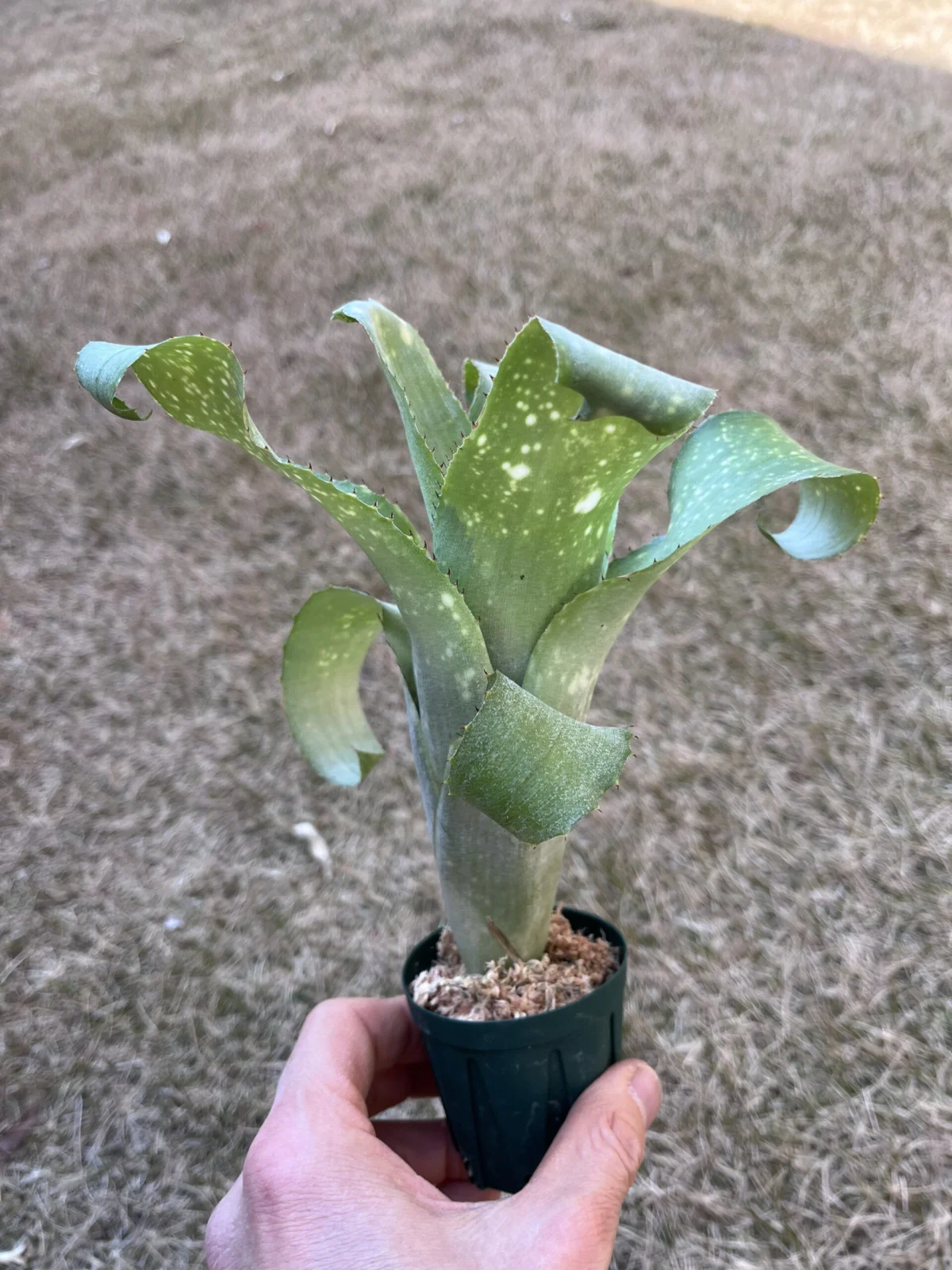 ビルベルギア サンデリアーナと何かの交配 水槽挿し中止