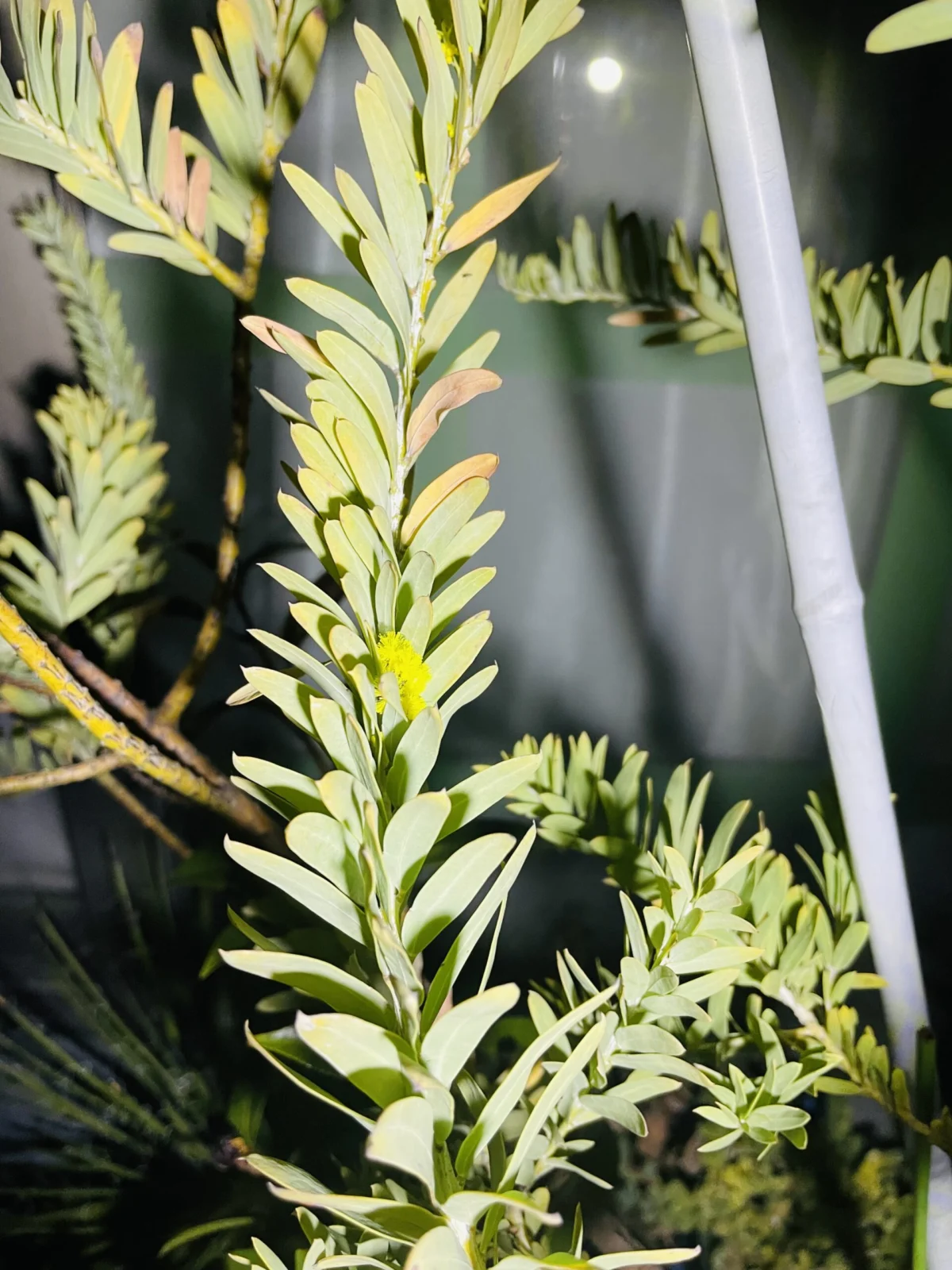 オージープランツ　アカシア　ブルーブッシュ　花