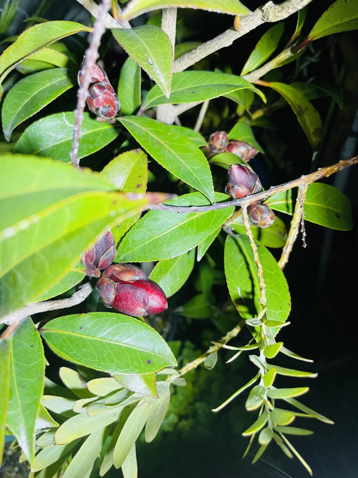 ツバキ ナイトライダー つぼみ