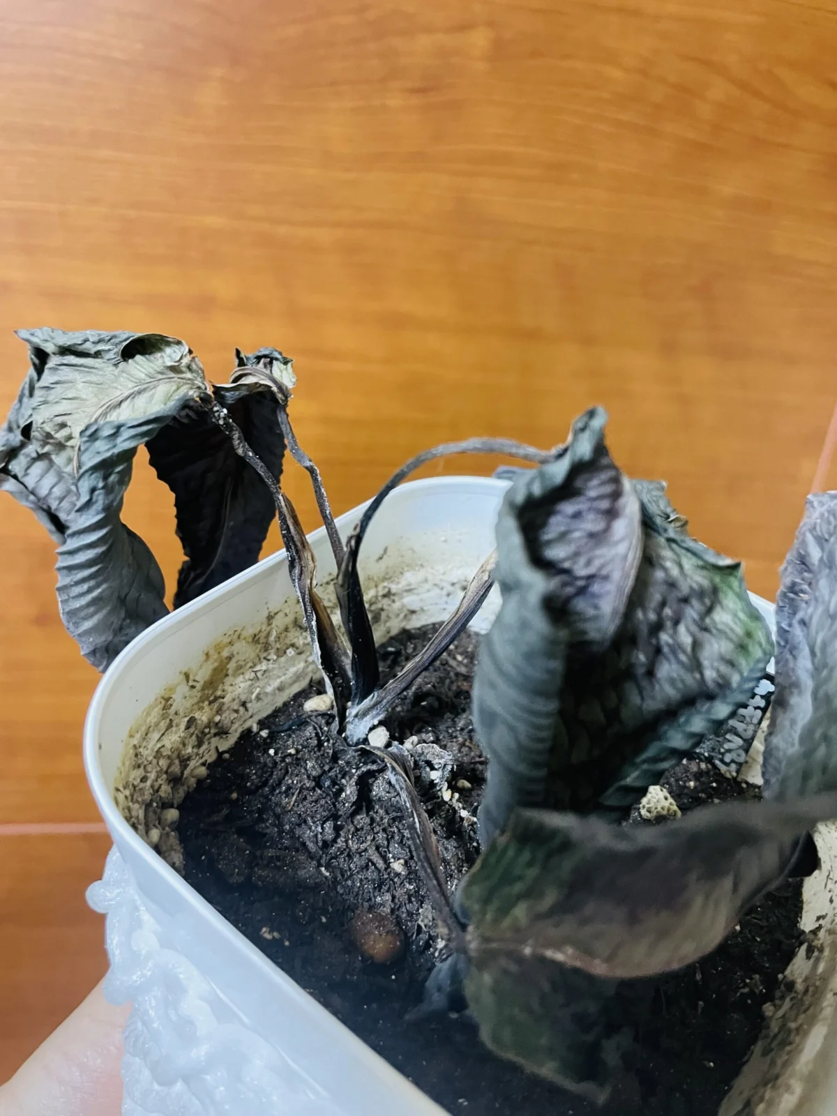 カラテア パープルローズ 水切れ