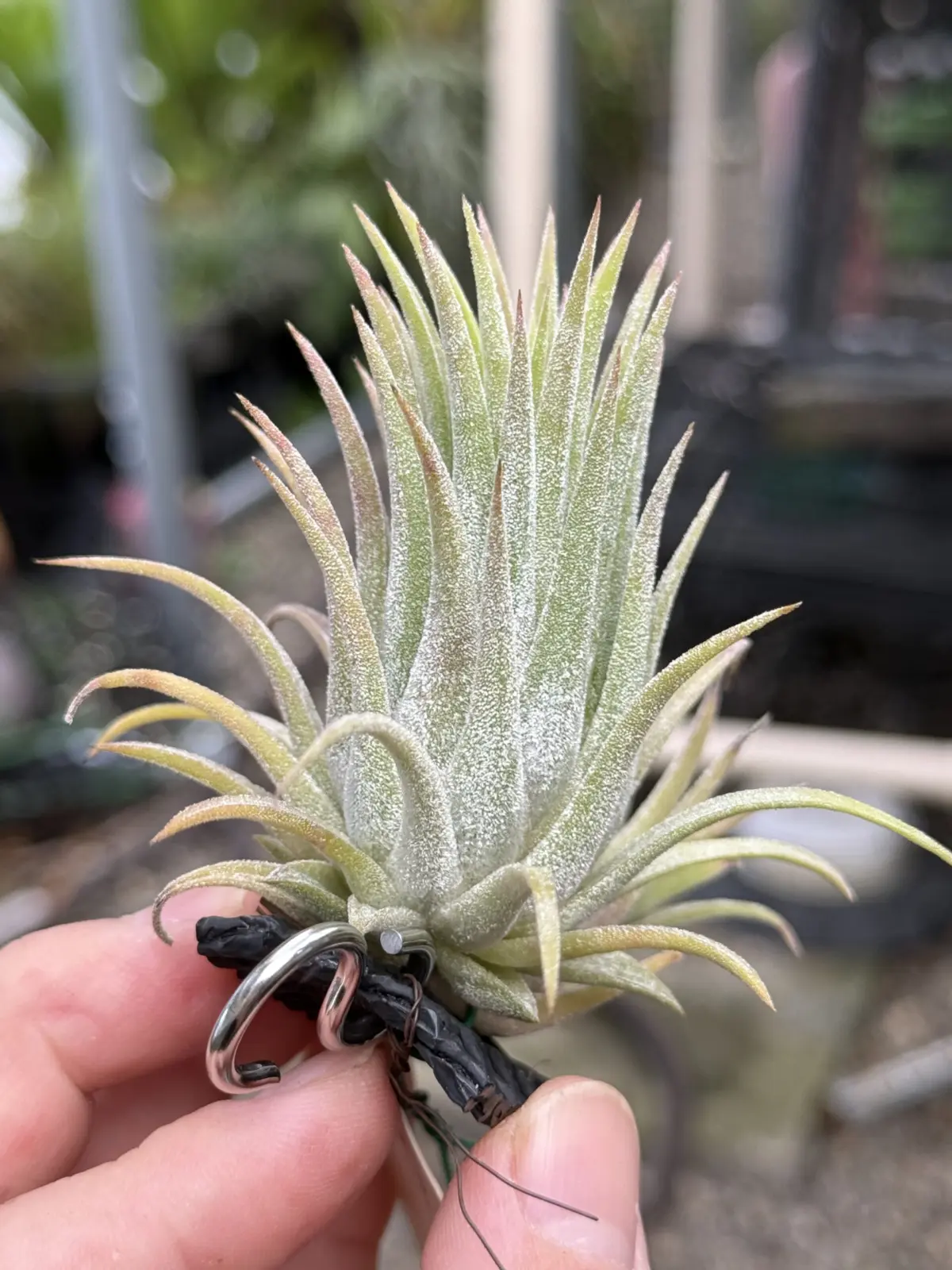 ティランジア イオナンタ ‘ハワイアンラベンダー’