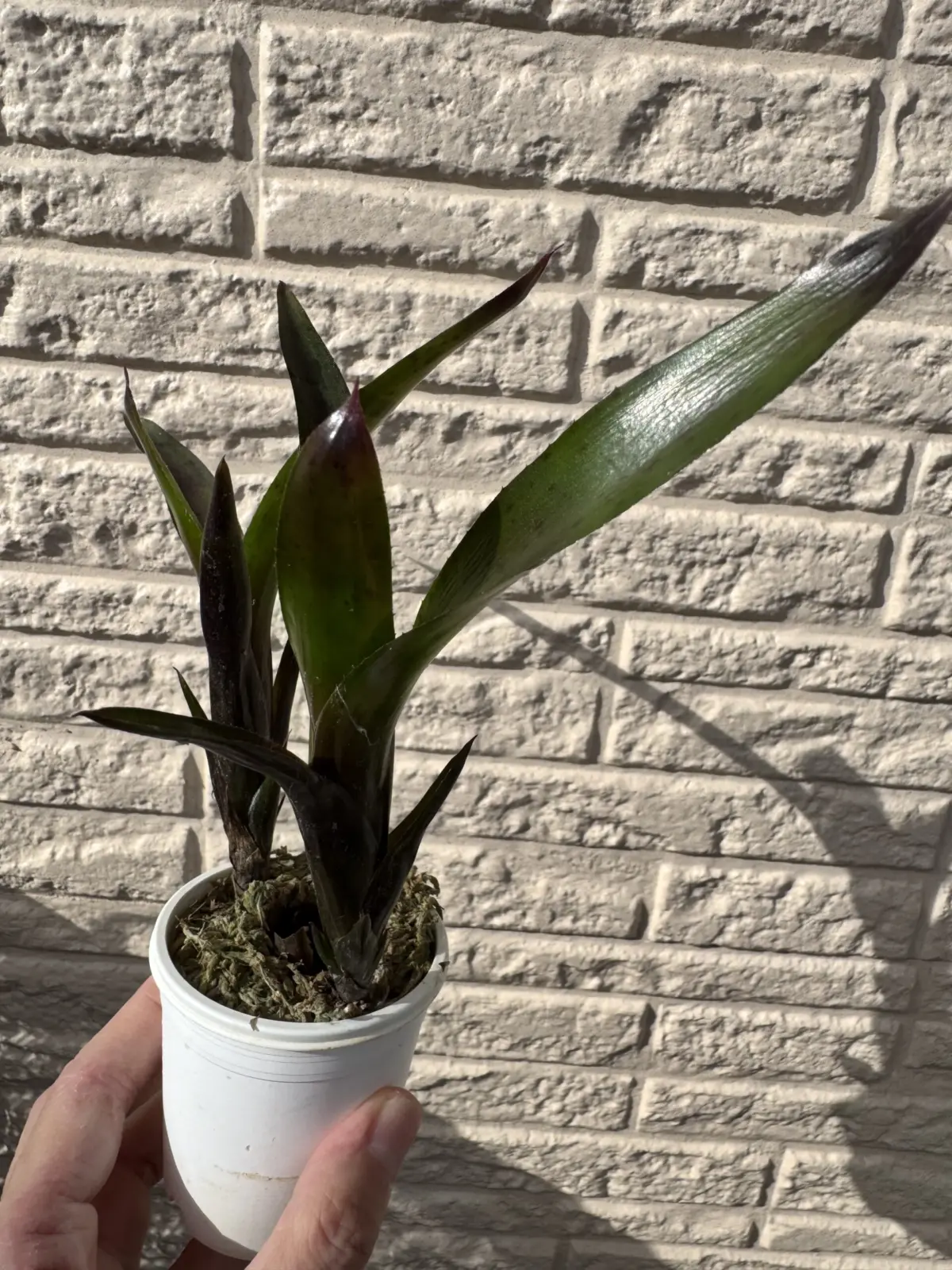 ネオレゲリア　ディアブロネグロ