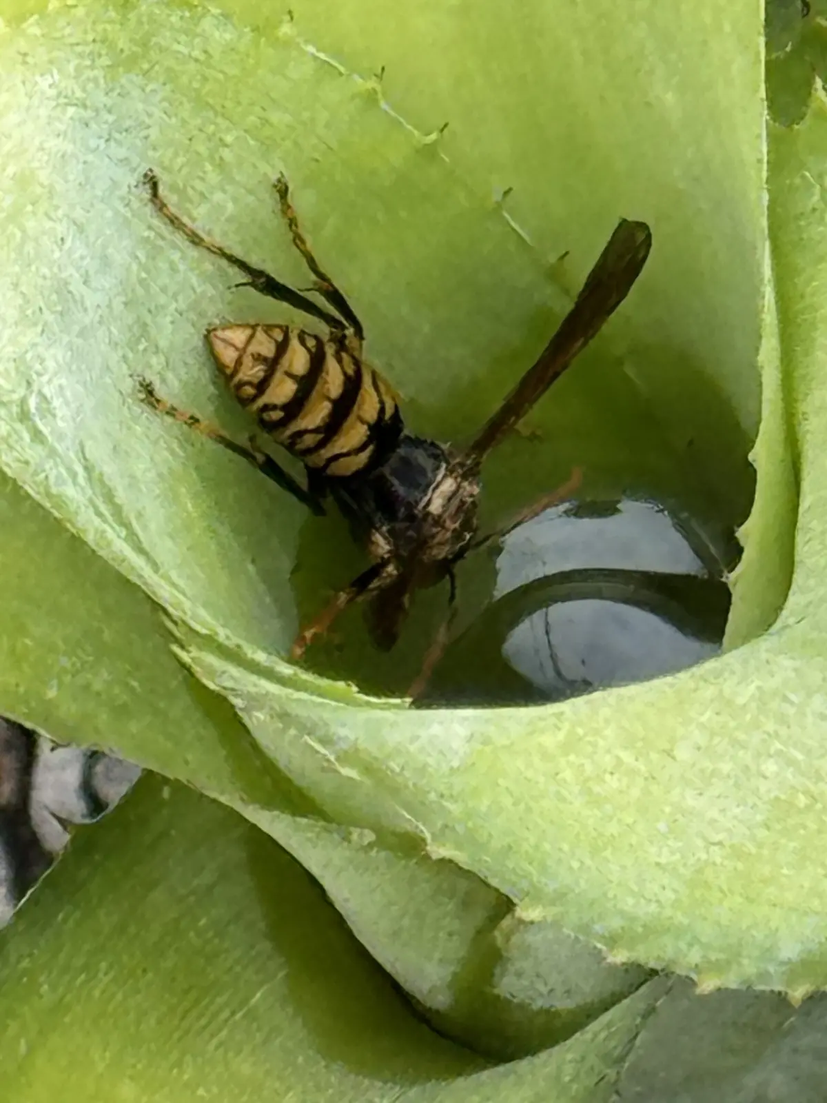 蜂が水分補給するタンク