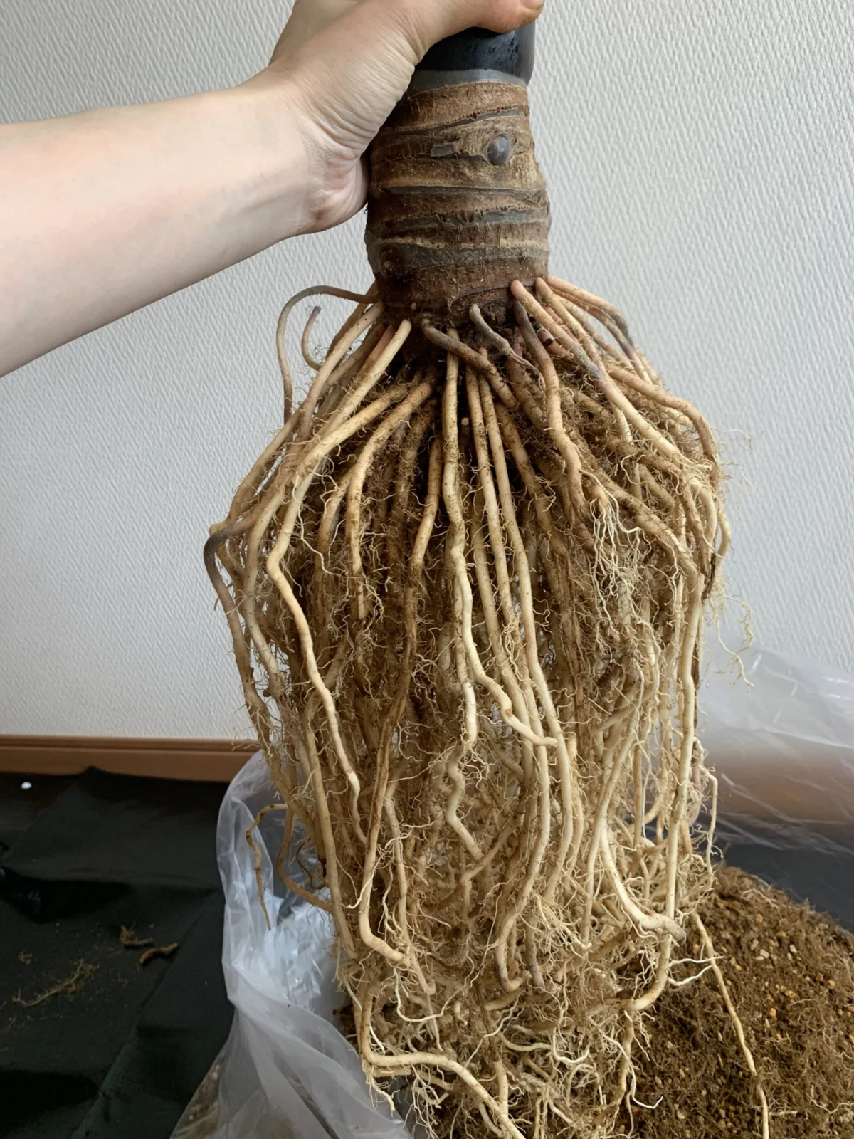 アロカシア　ブラックステム