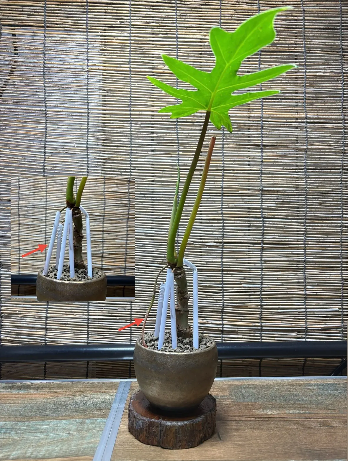 フィロデンドロン　sp　affポドフィラム　パルテノン