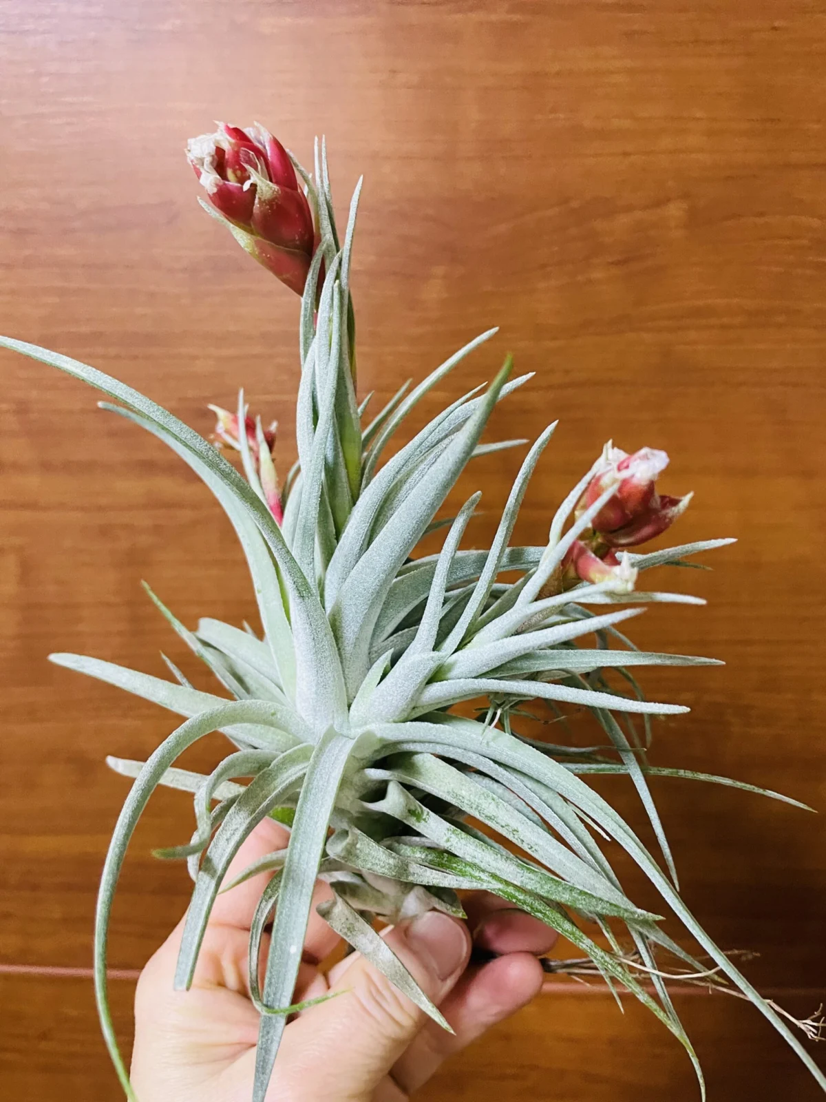 ティランジア　札落ち　花苞の色変