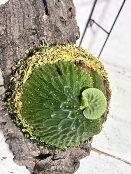 ビカクシダ　マダガスカリエンセ