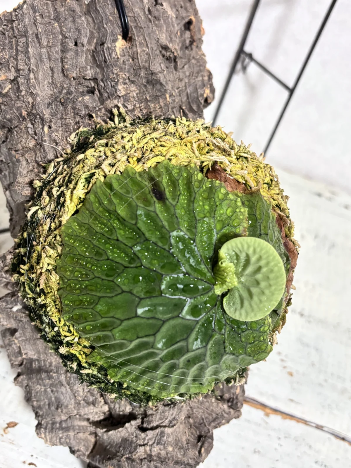 ビカクシダ　マダガスカリエンセ