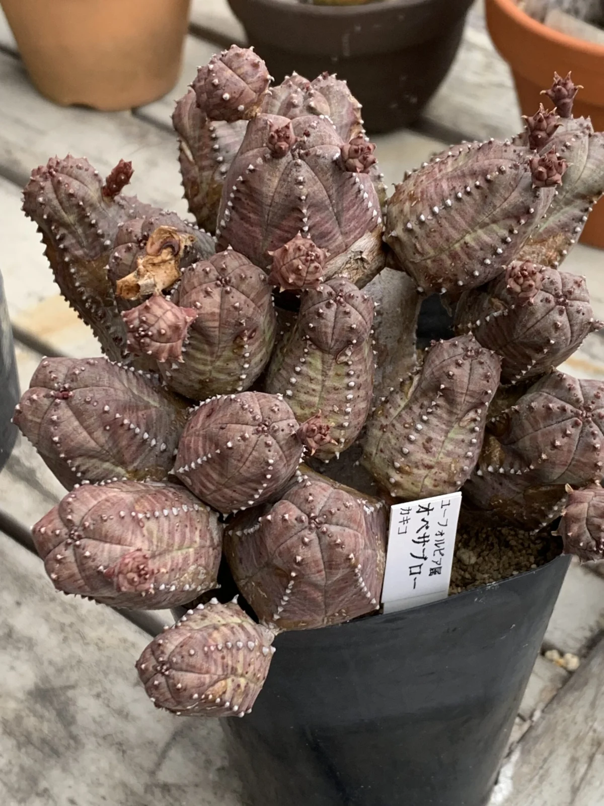 ユーフォルビア オベサブロウ