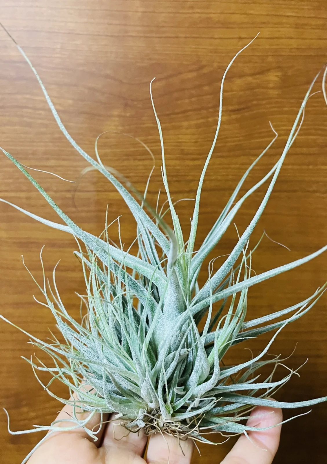 ティランジア　札落ち　エーレルシアナ？　クランプ