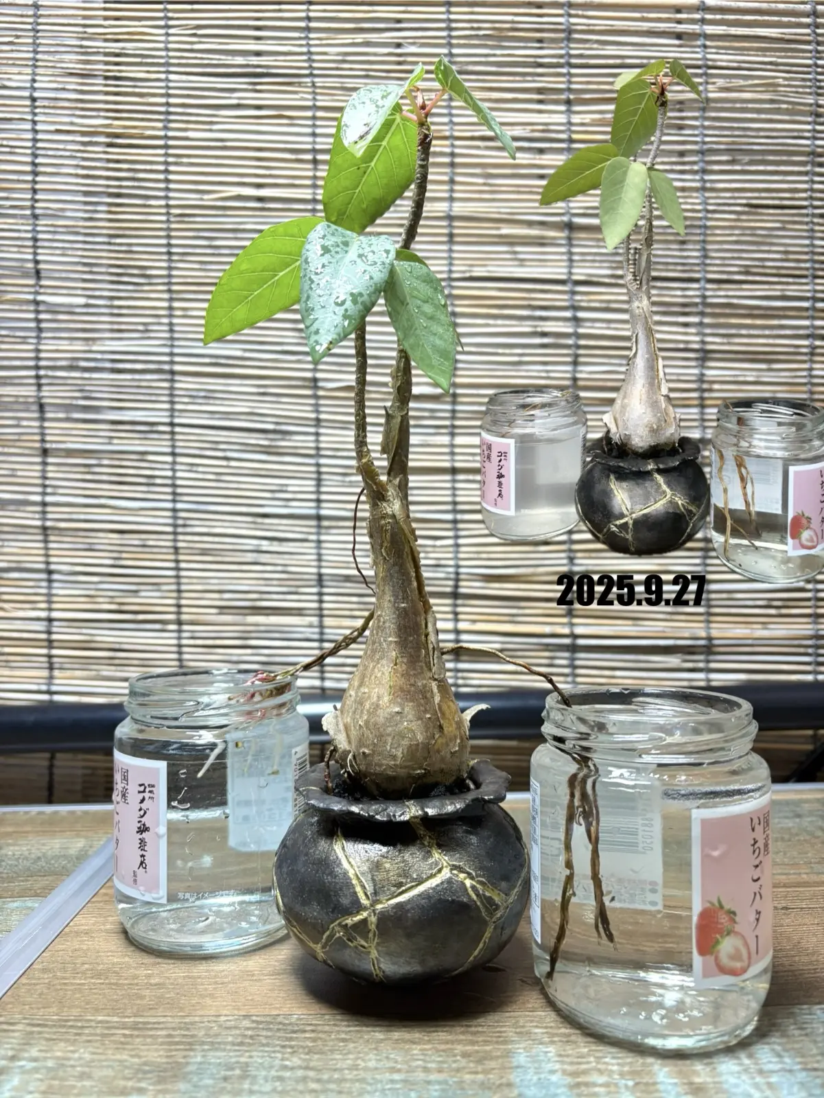 フィカス　パルメリー