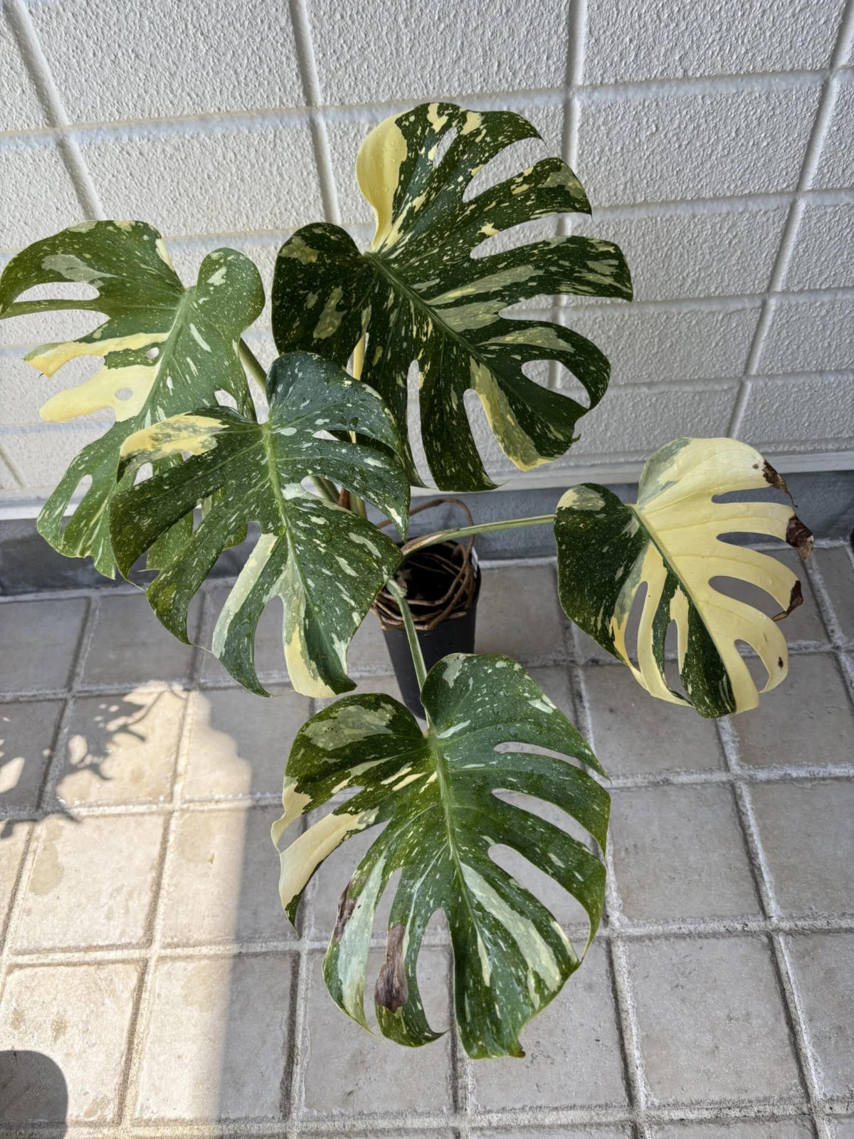 ベトナム輸入インビトロ苗 斑入りモンステラ