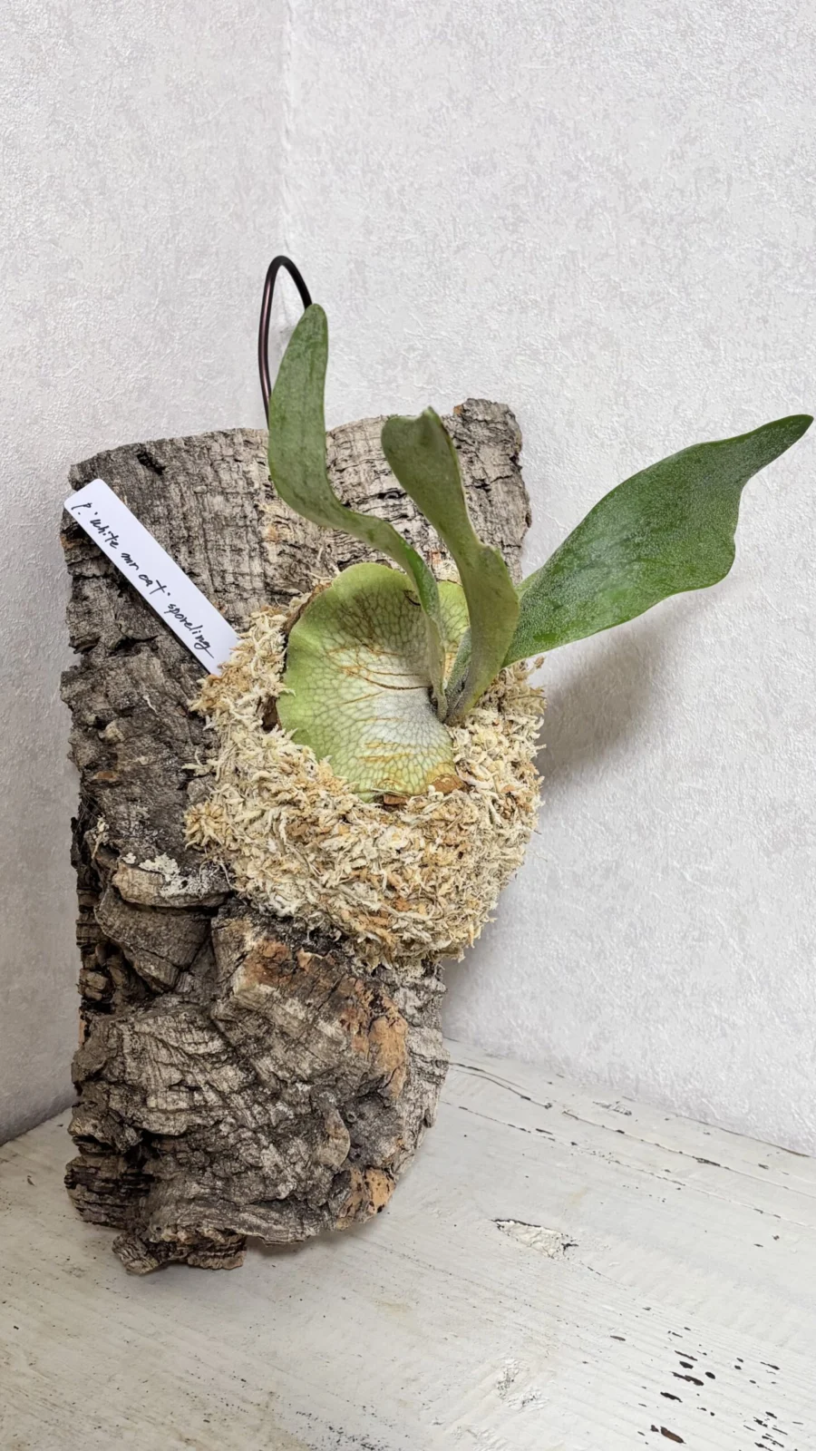 ビカクシダ　ホワイトミスターオート