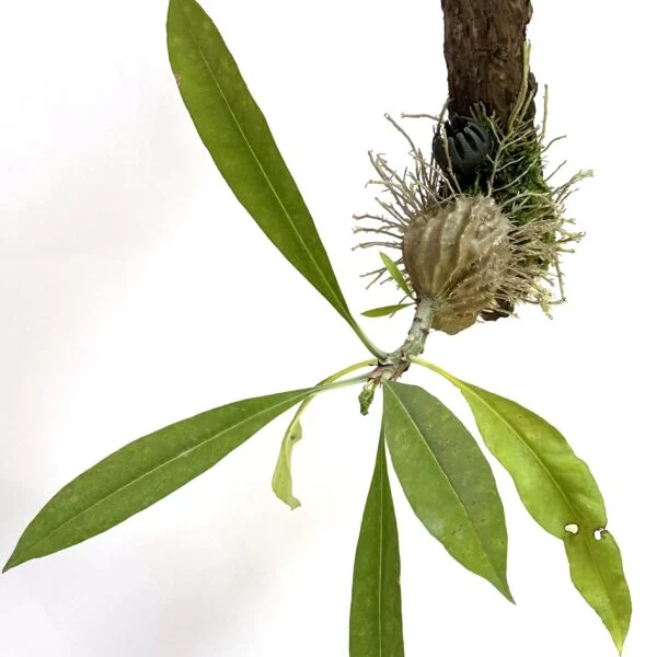 ミルメコディア　ツベローサ　蟻植物