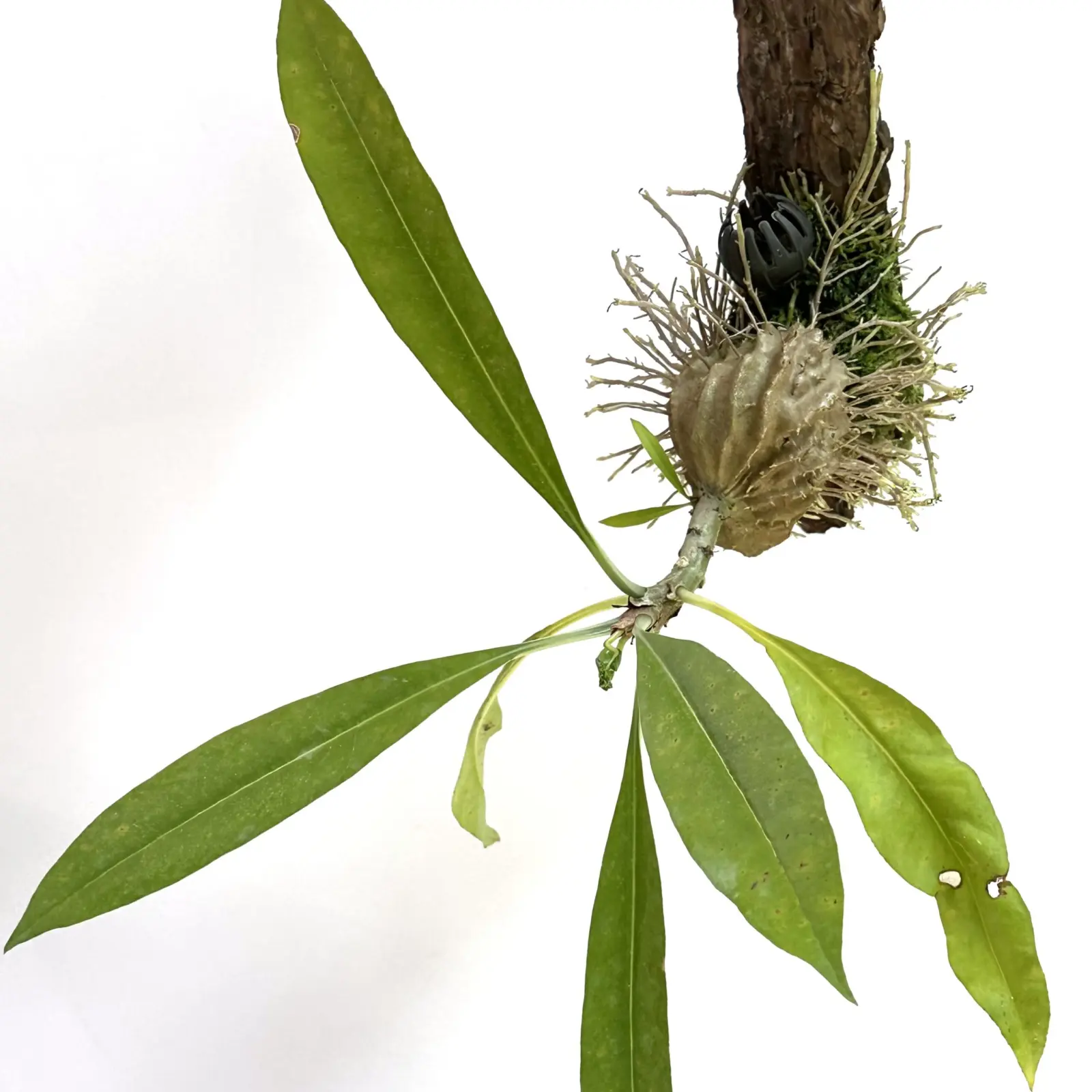 ミルメコディア　ツベローサ　蟻植物