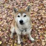 akiukon246のアバター