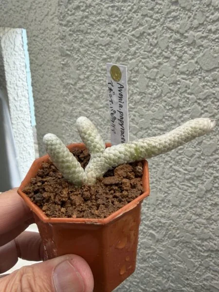 アボニア パピラケア