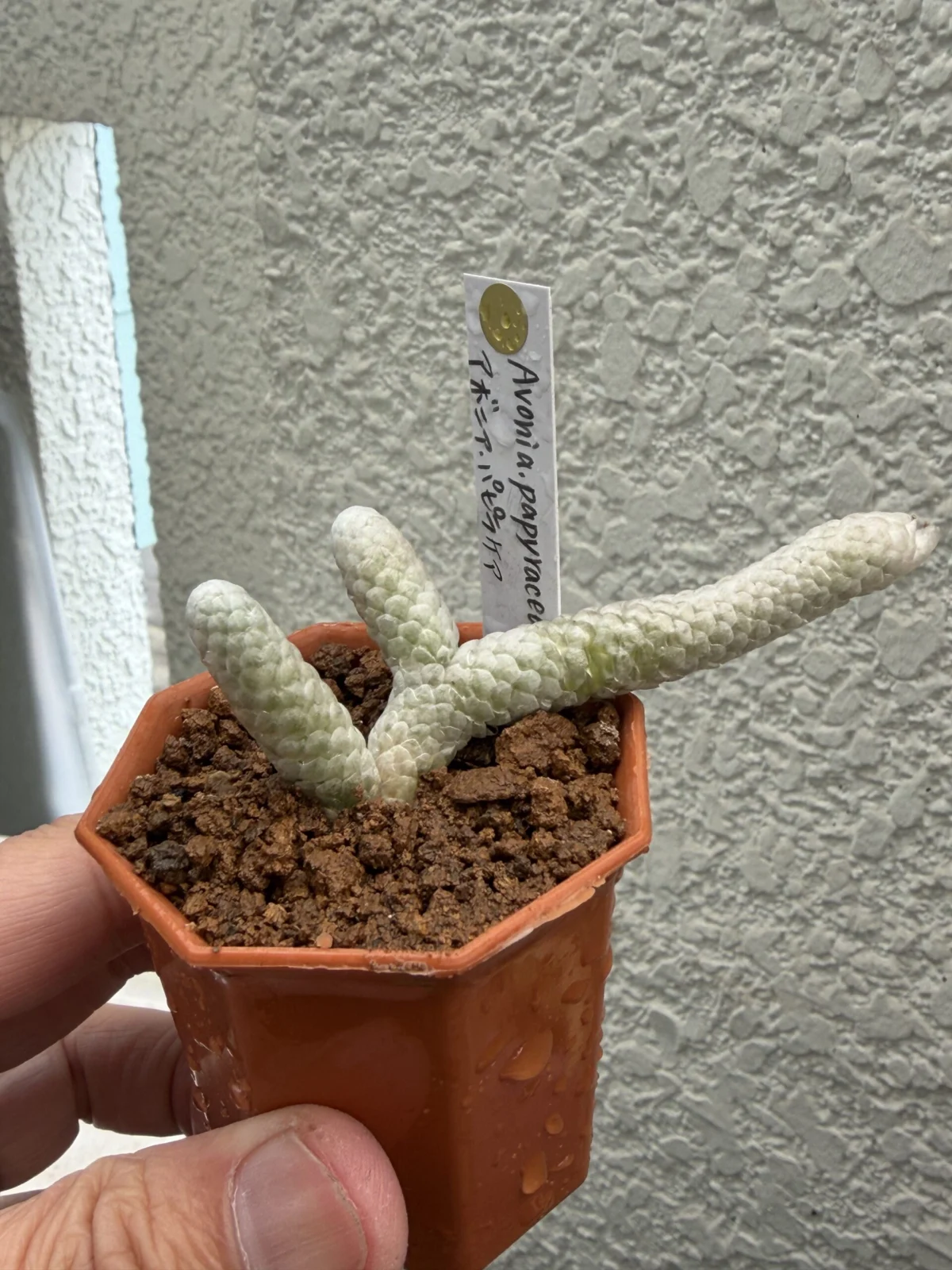 アボニア パピラケア