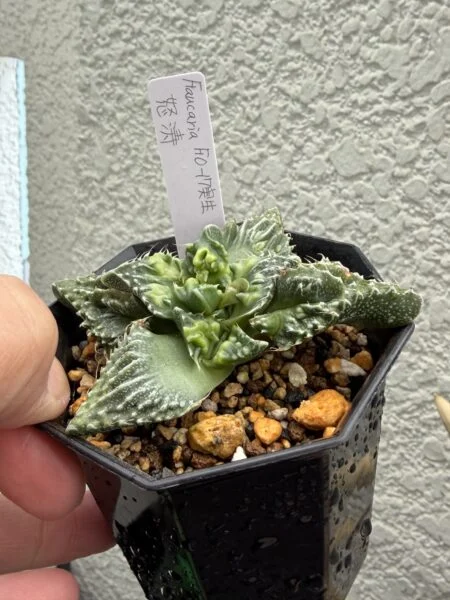 フォーカリア ドトウ 怒涛