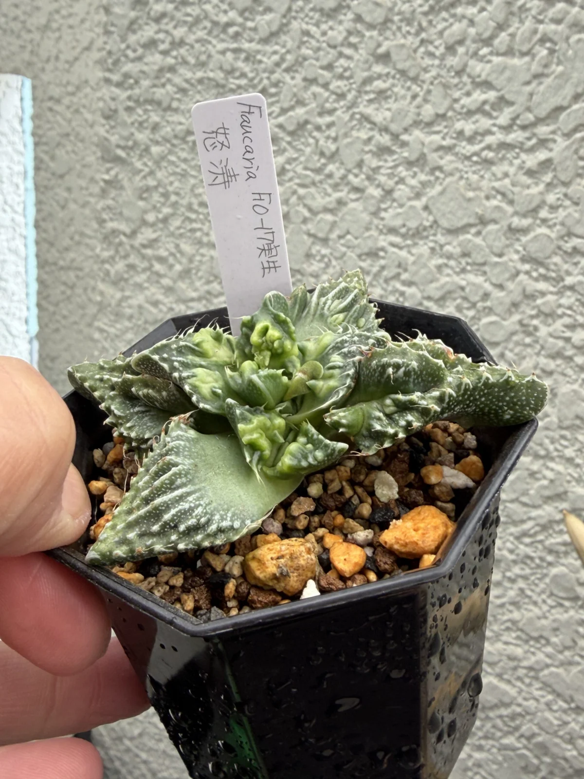 フォーカリア ドトウ 怒涛