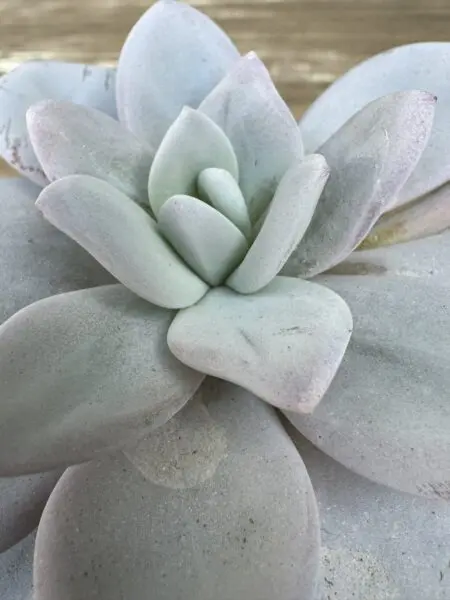 多肉植物 エケベリア ラウイ