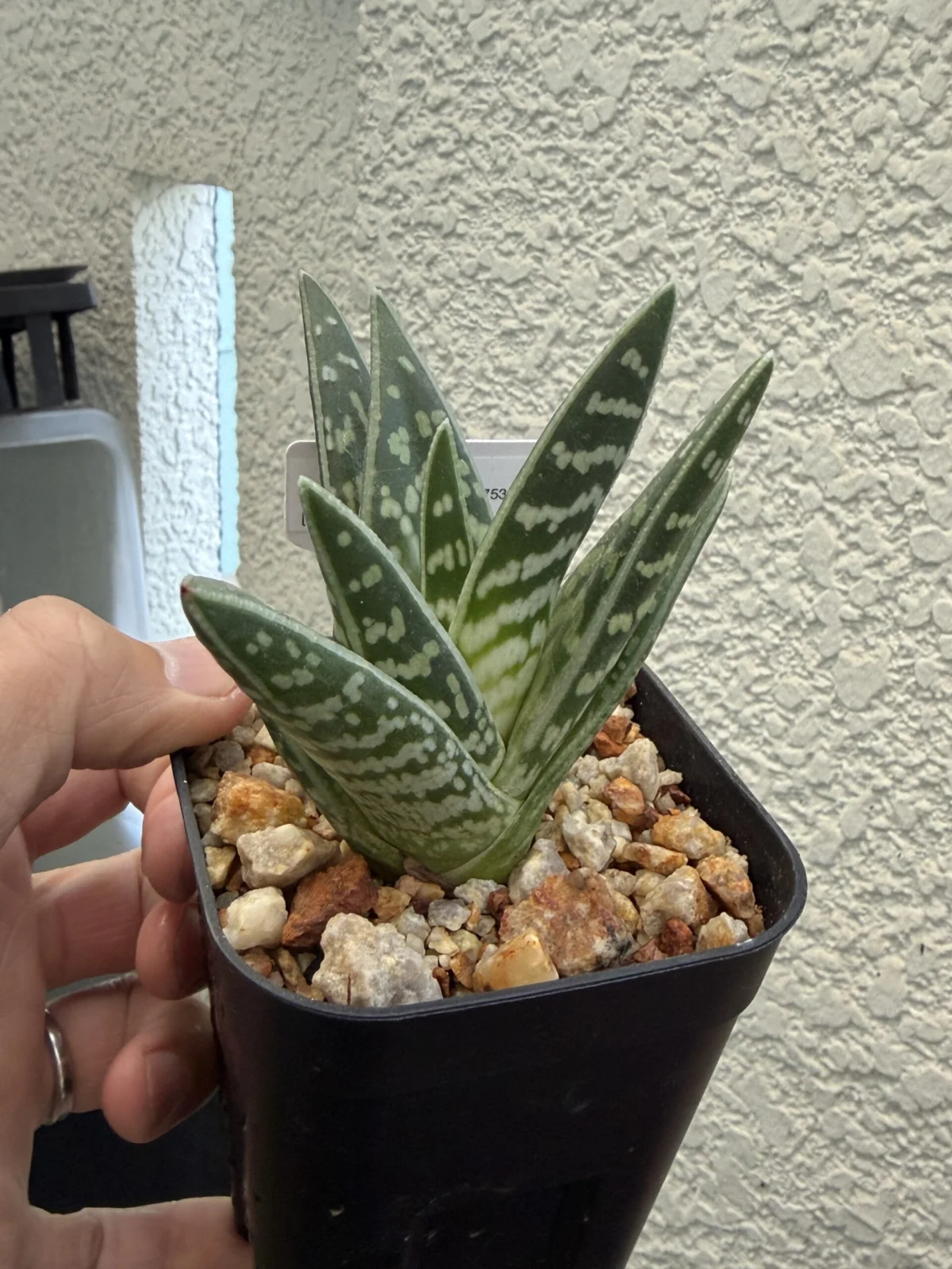 アロエ バリエガータ