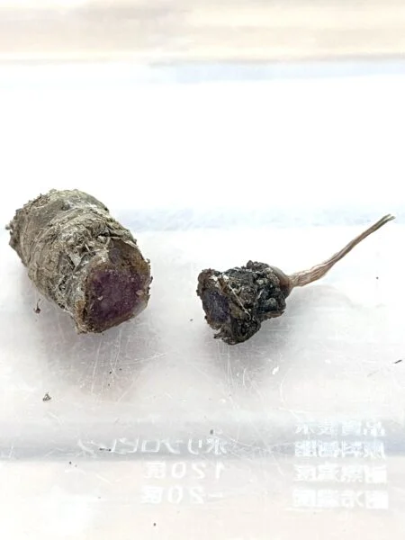 アロカシア ニンジャ 芋