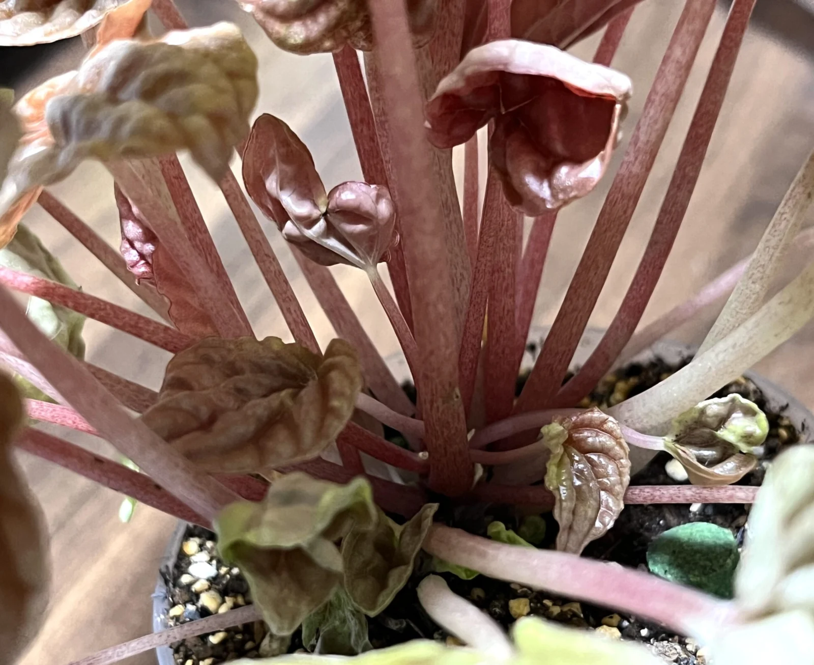 ペペロミア　キト　アザミウマ？