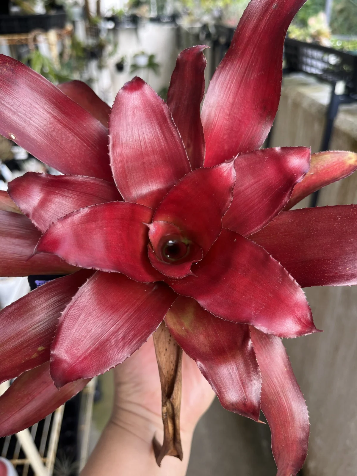 ネオレゲリア　ホクレア