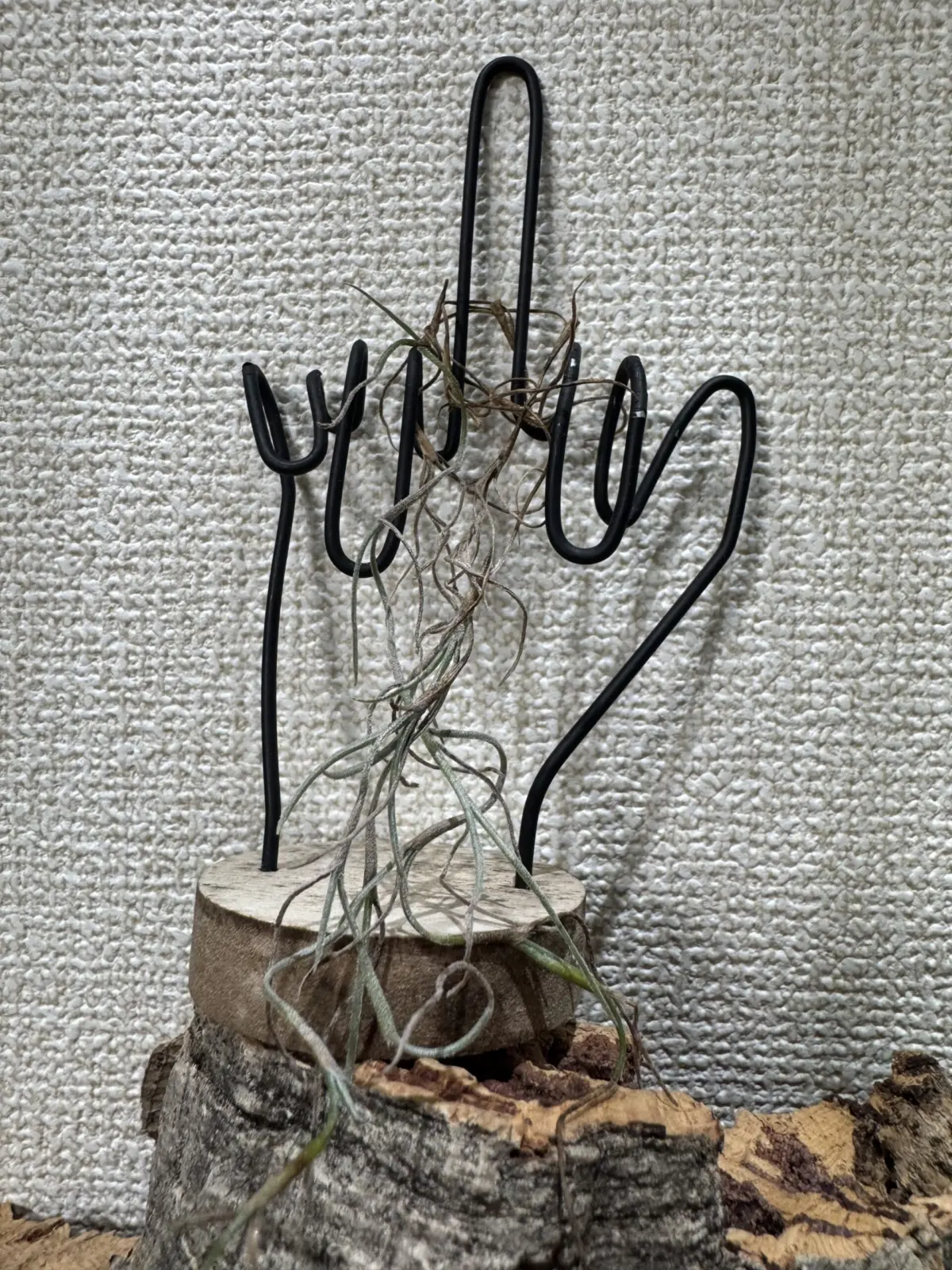 ティランジア　ウスネオイデス