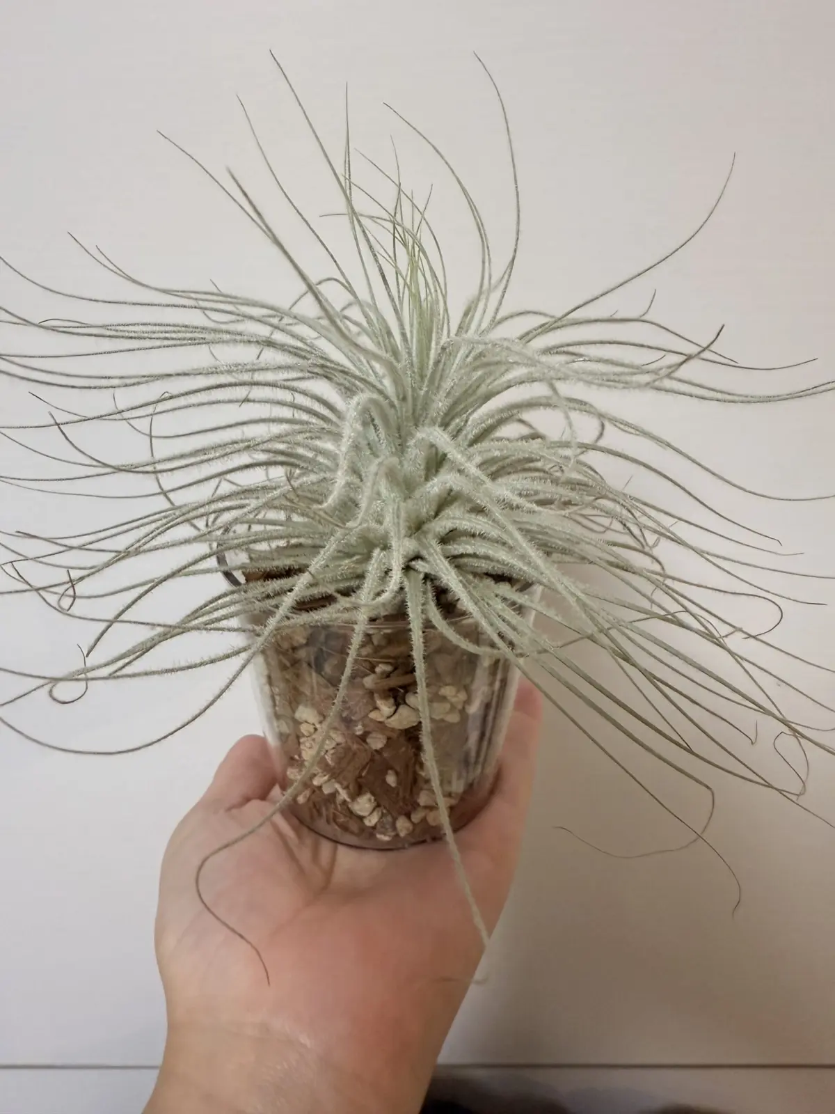 ティランジア　テクトラム